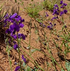 Swainsona microphylla at Yandoo Creek, WA - 8 Sep 2024 04:21 PM