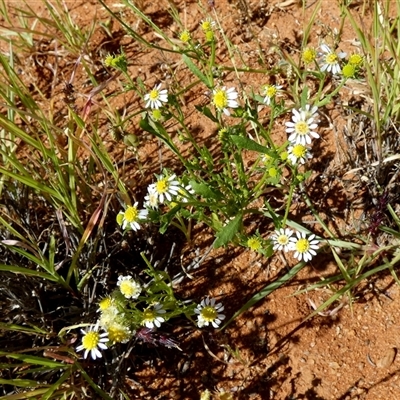 Unverified Other Wildflower or Herb at Yandoo Creek, WA - 8 Sep 2024 by Paul4K