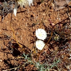 Unverified Other Wildflower or Herb at Macleod, WA - 8 Sep 2024 by Paul4K