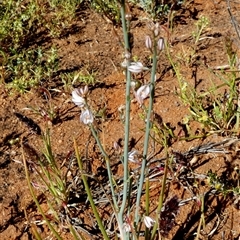 Unverified Other Wildflower or Herb at Macleod, WA - 8 Sep 2024 by Paul4K