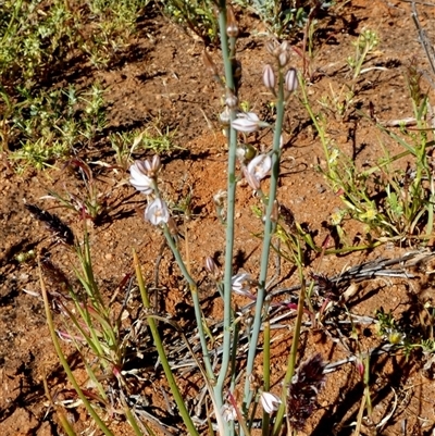 Unverified Other Wildflower or Herb at Macleod, WA - 8 Sep 2024 by Paul4K