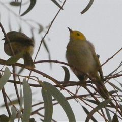 Ptilotula penicillata (White-plumed Honeyeater) at Brown Range, WA - 9 Sep 2024 by Paul4K