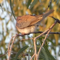 Spilopelia senegalensis (Laughing Dove) at Brown Range, WA - 9 Sep 2024 by Paul4K