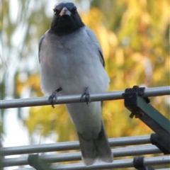 Coracina novaehollandiae (Black-faced Cuckooshrike) at Brown Range, WA - 9 Sep 2024 by Paul4K