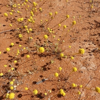 Unverified Other Wildflower or Herb at Inggarda, WA - 9 Sep 2024 by Paul4K