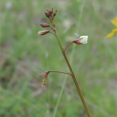 Grona varians (Slender Tick-Trefoil) at Conder, ACT - 7 Jan 2024 by MichaelBedingfield