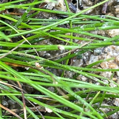 Isolepis subtilissima (Dwarf Clubsedge) at Lerida, NSW - 7 Oct 2024 by JaneR