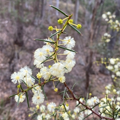 Acacia genistifolia (Early Wattle) at Bruce, ACT - 16 Jul 2024 by Tapirlord