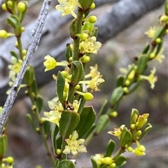 Phyllanthus occidentalis (Thyme Spurge) at Bruce, ACT - 16 Jul 2024 by Tapirlord