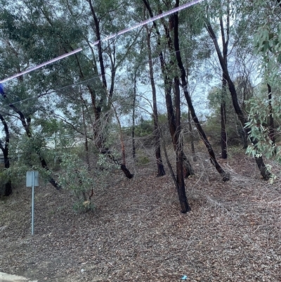 Eucalyptus sideroxylon (Mugga Ironbark) at East Albury, NSW - 15 Jul 2024 by Tapirlord