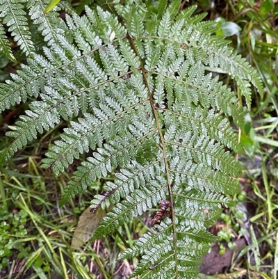 Hypolepis muelleri (Harsh Ground Fern, Swamp Bracken) at Upper Ferntree Gully, VIC - 14 Jul 2024 by Tapirlord