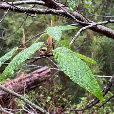 Pomaderris aspera (Hazel Pomaderris) at Tremont, VIC - 14 Jul 2024 by Tapirlord