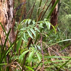 Pandorea pandorana (Wonga Wonga Vine) at Tremont, VIC - 14 Jul 2024 by Tapirlord