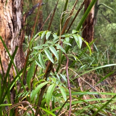 Pandorea pandorana (Wonga Wonga Vine) at Tremont, VIC - 14 Jul 2024 by Tapirlord