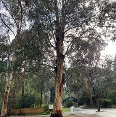 Eucalyptus cypellocarpa (Monkey Gum, Mountain Grey Gum) at Tremont, VIC - 14 Jul 2024 by Tapirlord