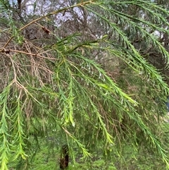 Melaleuca armillaris (Bracelet Honey Myrtle) at Tremont, VIC - 14 Jul 2024 by Tapirlord