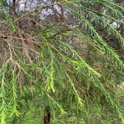 Melaleuca armillaris (Bracelet Honey Myrtle) at Tremont, VIC - 14 Jul 2024 by Tapirlord