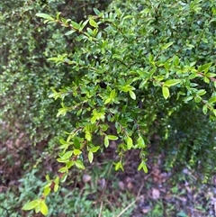 Coprosma quadrifida (Prickly Currant Bush, Native Currant) at Upper Ferntree Gully, VIC - 14 Jul 2024 by Tapirlord