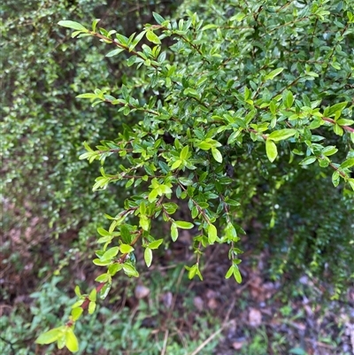 Coprosma quadrifida (Prickly Currant Bush, Native Currant) at Upper Ferntree Gully, VIC - 14 Jul 2024 by Tapirlord