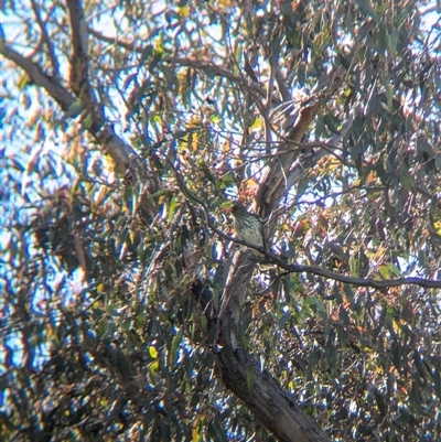 Oriolus sagittatus (Olive-backed Oriole) at Wymah, NSW - 8 Oct 2024 by Darcy