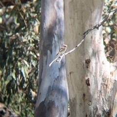 Microeca fascinans (Jacky Winter) at Wymah, NSW - 9 Oct 2024 by Darcy