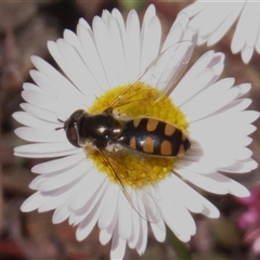 Syrphini sp. (tribe) (Unidentified syrphine hover fly) at Wanniassa, ACT - 10 Oct 2024 by JohnBundock