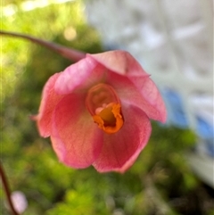 Thelymitra rubra at Yanakie, VIC - suppressed