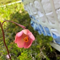 Thelymitra rubra at Yanakie, VIC - suppressed