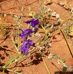 Unverified Other Wildflower or Herb at Inggarda, WA - 9 Sep 2024 by Paul4K