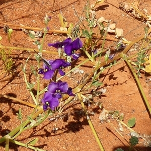 Swainsona microphylla at Inggarda, WA - 9 Sep 2024 12:32 PM