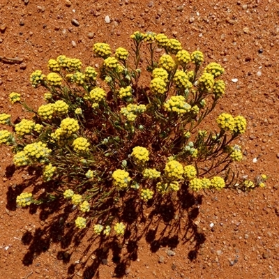 Unverified Other Wildflower or Herb at Inggarda, WA - 9 Sep 2024 by Paul4K