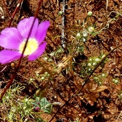 Unverified Other Wildflower or Herb at Wooramel, WA - 9 Sep 2024 by Paul4K