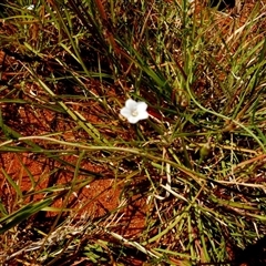 Unverified Other Wildflower or Herb at Wooramel, WA - 9 Sep 2024 by Paul4K