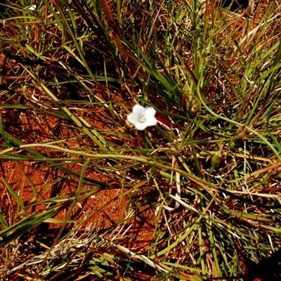 Unverified Other Wildflower or Herb at Wooramel, WA - 9 Sep 2024 by Paul4K