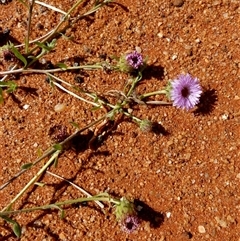 Unverified Other Wildflower or Herb at Wooramel, WA - 9 Sep 2024 by Paul4K