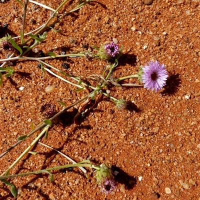 Unverified Other Wildflower or Herb at Wooramel, WA - 9 Sep 2024 by Paul4K