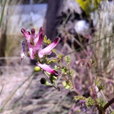 Fumaria muralis subsp. muralis (Wall Fumitory) at Chifley, ACT - 10 Oct 2024 by RomanSoroka