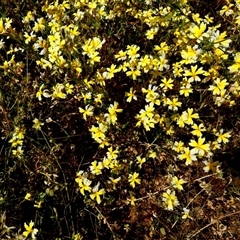 Unverified Other Wildflower or Herb at Hamelin Pool, WA - 9 Sep 2024 by Paul4K