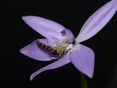 Glossodia major (Wax Lip Orchid) at Acton, ACT - 9 Oct 2024 by BB23