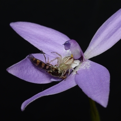 Glossodia major (Wax Lip Orchid) at Acton, ACT - 9 Oct 2024 by BB23