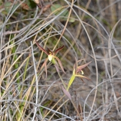 Lyperanthus suaveolens at Bruce, ACT - 9 Oct 2024