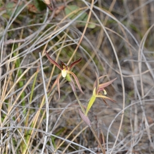 Lyperanthus suaveolens at Bruce, ACT - 9 Oct 2024