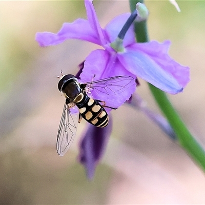 Simosyrphus grandicornis (Common hover fly) at West Albury, NSW - 10 Oct 2024 by KylieWaldon