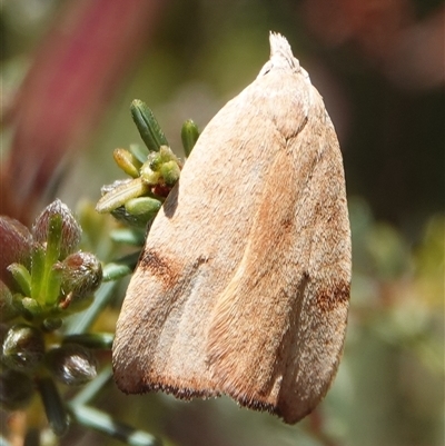 Tortricopsis uncinella (Wingia group) at Hall, ACT - 10 Oct 2024 by Anna123