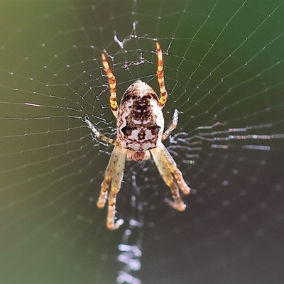 Araneus eburnus at West Albury, NSW - 10 Oct 2024 by KylieWaldon