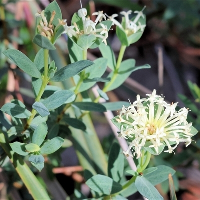 Pimelea linifolia (Slender Rice Flower) at West Albury, NSW - 9 Oct 2024 by KylieWaldon