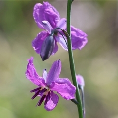 Arthropodium strictum (Chocolate Lily) at Albury, NSW - 10 Oct 2024 by KylieWaldon