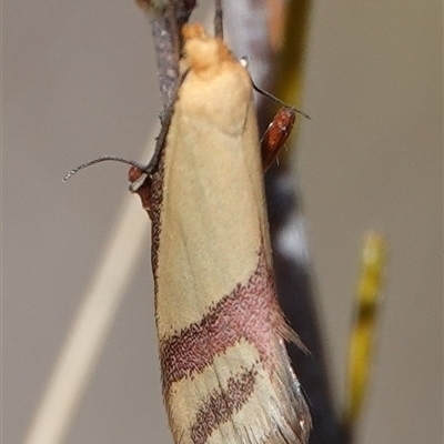 Coeranica isabella (A Concealer moth) at Hall, ACT - 10 Oct 2024 by Anna123