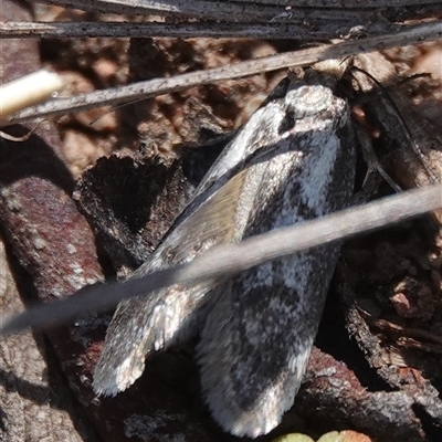 Oenochroa dinosema (A Concealer moth) at Hall, ACT - 10 Oct 2024 by Anna123