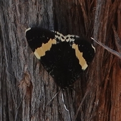 Eutrichopidia latinus (Yellow-banded Day-moth) at Hall, ACT - 10 Oct 2024 by Anna123